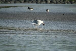 gaivota às a norte mar às petten, a Países Baixos foto