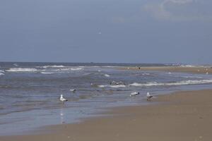 gaivotas e de outros pássaros Veja para Comida às a mar, natureza reserva foto