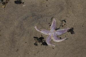 estrelas do mar às a praia, Países Baixos foto