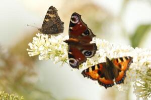 borboleta bebidas néctar a partir de uma flor foto