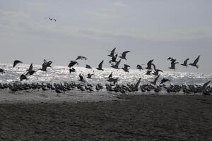 gaivotas às a de praia e dentro a céu foto