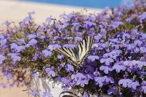 escasso rabo de andorinha em lobelia flores foto