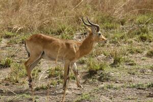 impala, cervo, lindo animais selvagens dentro penjari nacional parque, benin foto
