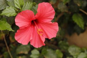 flor de hibisco vermelho foto