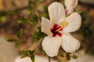 vermelho branco hibisco flor foto