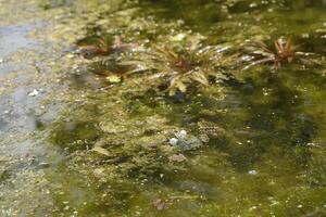 natural lagoa com grande quantidade do sapos, Primavera foto