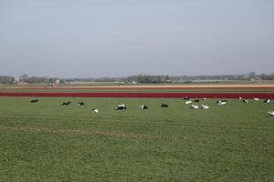 tulipas florescendo, primavera, a Holanda, campos de flores foto