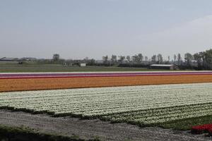tulipas florescendo, primavera, a Holanda, campos de flores foto