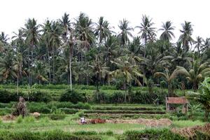 campo com Palma árvores e arroz arrozais foto
