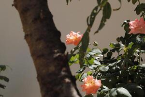 rosas cor de rosa no jardim foto