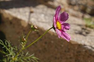 Rosa cosmea flor foto