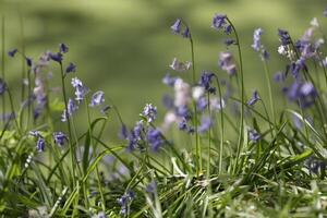 azul sinos adorável Primavera flores foto