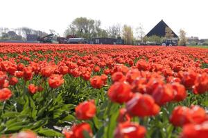 floração zijpe evento, Onde você pode levar uma andar através a tulipas e de outros flor lâmpada Campos foto