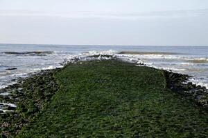 quebra-mares com algas, sint Maartenszee, a Países Baixos foto