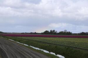 flor Campos, tulipas, jacintos, chuvoso céus, Países Baixos foto