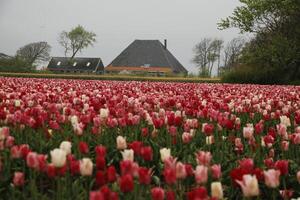 Primavera dentro a Holanda, florescendo tulipas foto