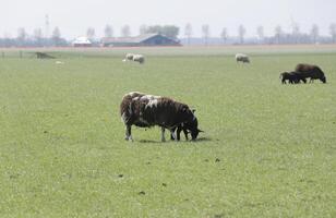 ovelha e cordeiros dentro a Prado dentro a Países Baixos foto