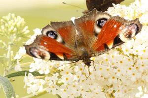 pavão borboleta, inseto, lindo, animal foto