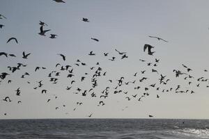 gaivotas às a de praia e dentro a céu foto