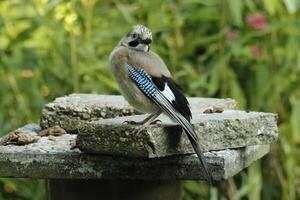 colorida Jay pássaro foto