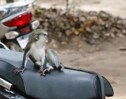 macaco em uma bicicleta foto