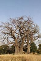 panorama com uma baobá árvore dentro a norte do benin foto