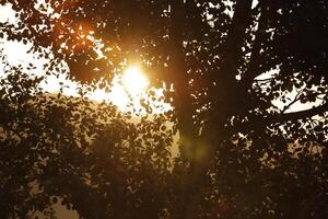 luz solar brilha através a folhas do uma árvore foto