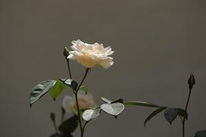 rosas brancas no jardim foto