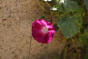 Rosa solanales flor foto