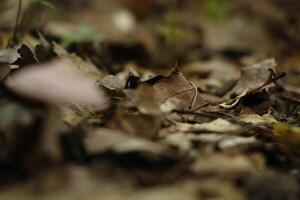 cogumelo venenoso, outono, floresta, Europa foto