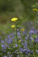 amarelo azul Primavera flores, a Países Baixos foto