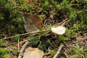 cogumelo venenoso, outono, floresta, Europa foto