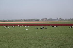 tulipas florescendo, primavera, a Holanda, campos de flores foto