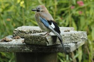 colorida Jay pássaro foto