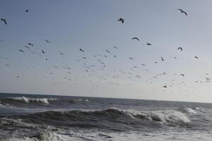 gaivotas às a de praia e dentro a céu foto