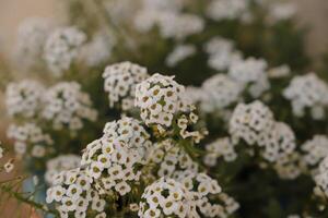 flores brancas alyssum foto