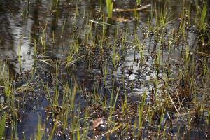 aquático plantas, ribeirinho plantas dentro a cisne água natureza parque, norte Holanda, a Países Baixos foto