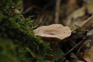 cogumelo venenoso, outono, floresta, Europa foto