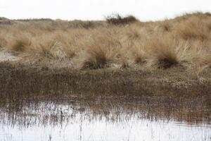 zonas úmidas, raso lagos dentro a dunas, vlieland, a Países Baixos foto