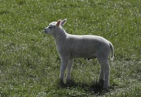 ovelha e cordeiros dentro a Prado dentro a Países Baixos foto