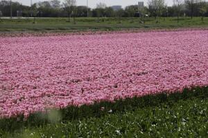 tulipas florescendo, primavera, a Holanda, campos de flores foto