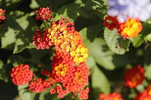 lantana flores dentro diferente cores, laranja, rosa, amarelo foto