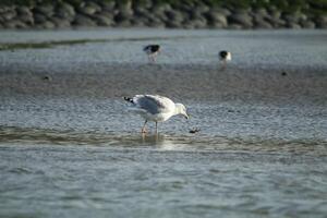 gaivota às a norte mar às petten, a Países Baixos foto