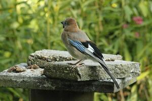 colorida Jay pássaro foto