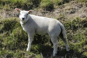 ovelha e cordeiros dentro a Prado dentro a Países Baixos foto