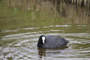 eurasian galeirão nada dentro água foto