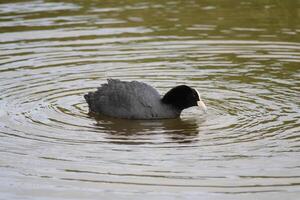 eurasian galeirão nada dentro água foto