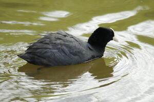 eurasian galeirão nada dentro água foto