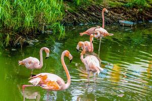 Rosa flamingos empoleirado dentro uma lagoa foto