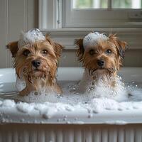 dois cachorros estão levando uma banho. elas estão ambos coberto dentro Sabonete bolhas e Veja muito infeliz. foto